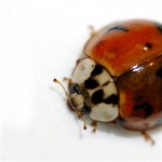 299168251_6930d5f27e_o hello ladybug, de jude no Flickr