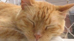boris, foto minha