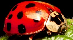 Ladybug Ladybird, ViaMoi, CC-BY-NC-ND