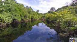 rainforestview01