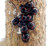 Pine ladybird (Joaninha do pinheiro)